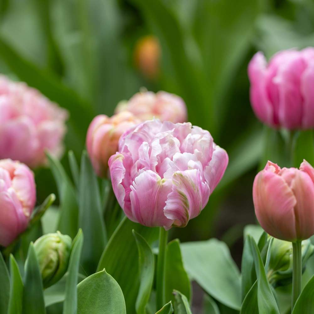 Tulpan 'Pink Star'